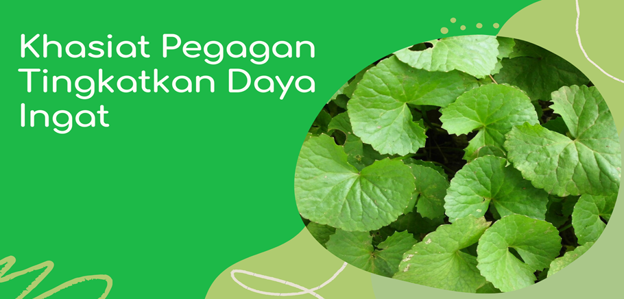 Khasiat Pegagan Tingkatkan Daya Ingat